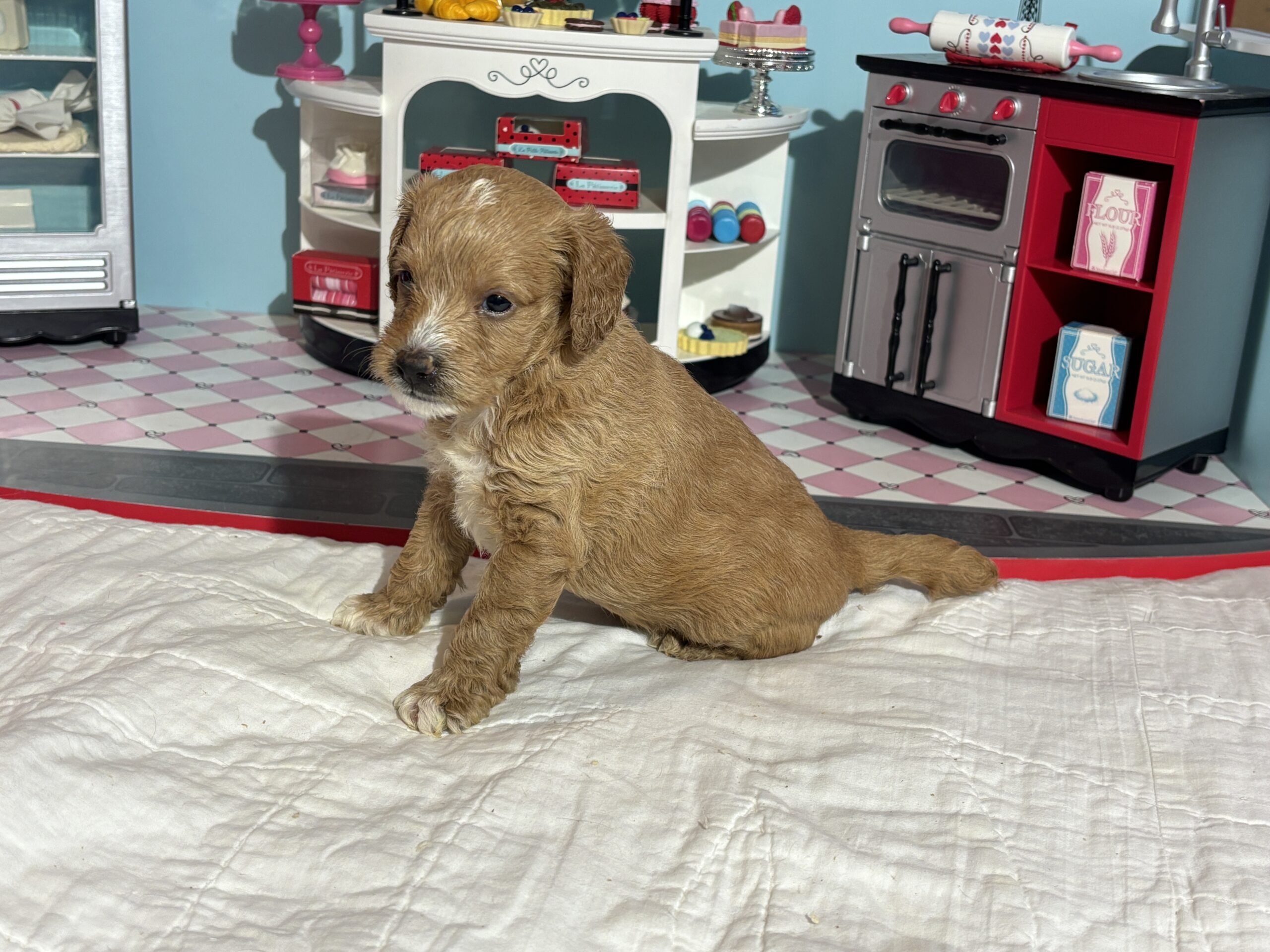 Homer – Miniature Schnoodle $3200