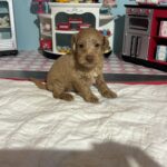 Milhouse – Miniature Schnoodle $3200
