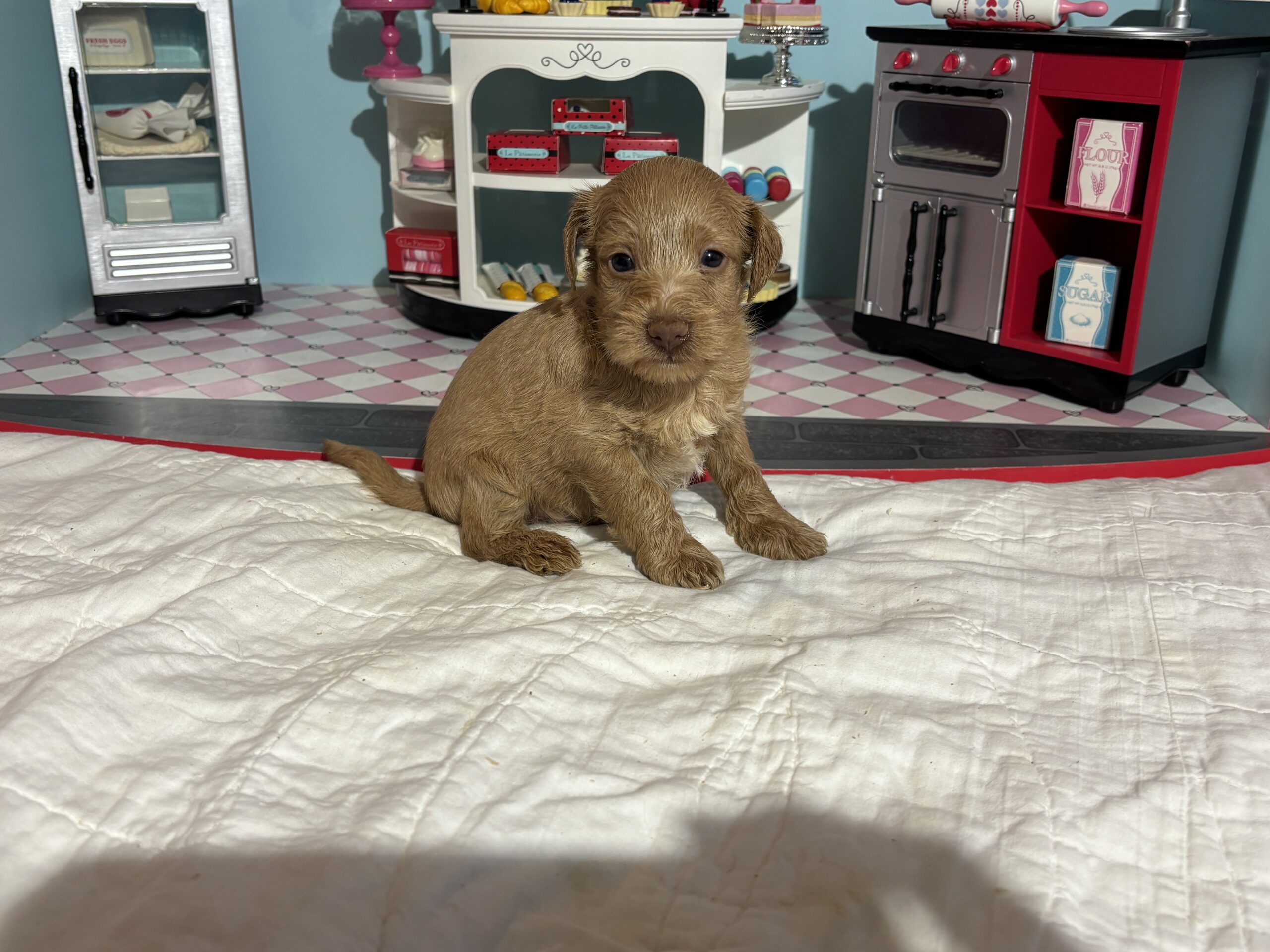 Milhouse – Miniature Schnoodle $3200
