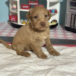 Milhouse – Miniature Schnoodle $3200