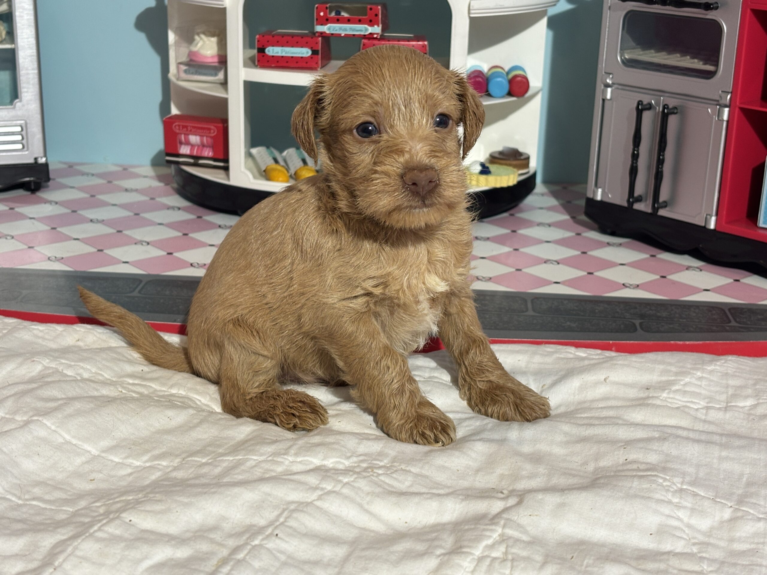Milhouse – Miniature Schnoodle $3200