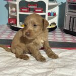 Milhouse – Miniature Schnoodle $3200