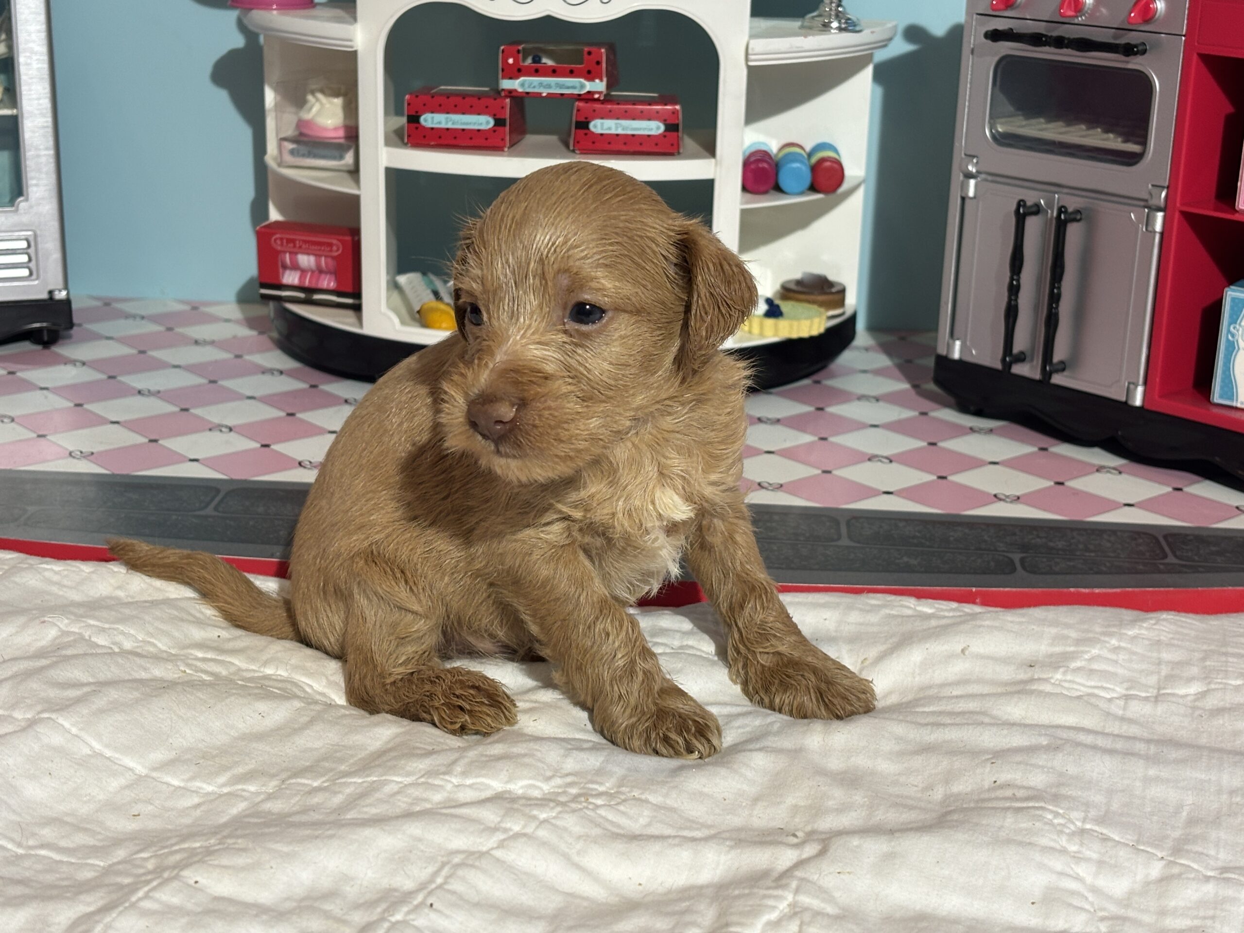 Milhouse – Miniature Schnoodle $3200