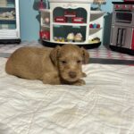 Milhouse – Miniature Schnoodle $3200