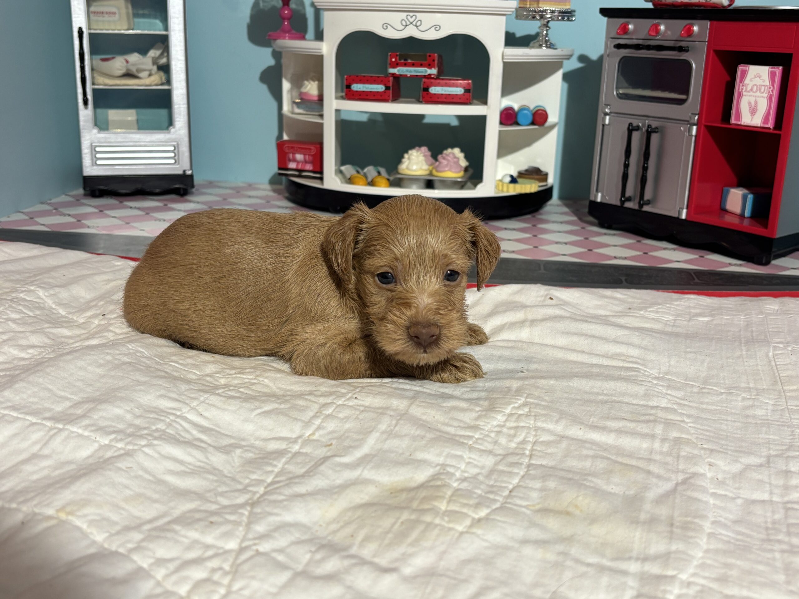 Milhouse – Miniature Schnoodle $3200