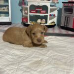 Milhouse – Miniature Schnoodle $3200