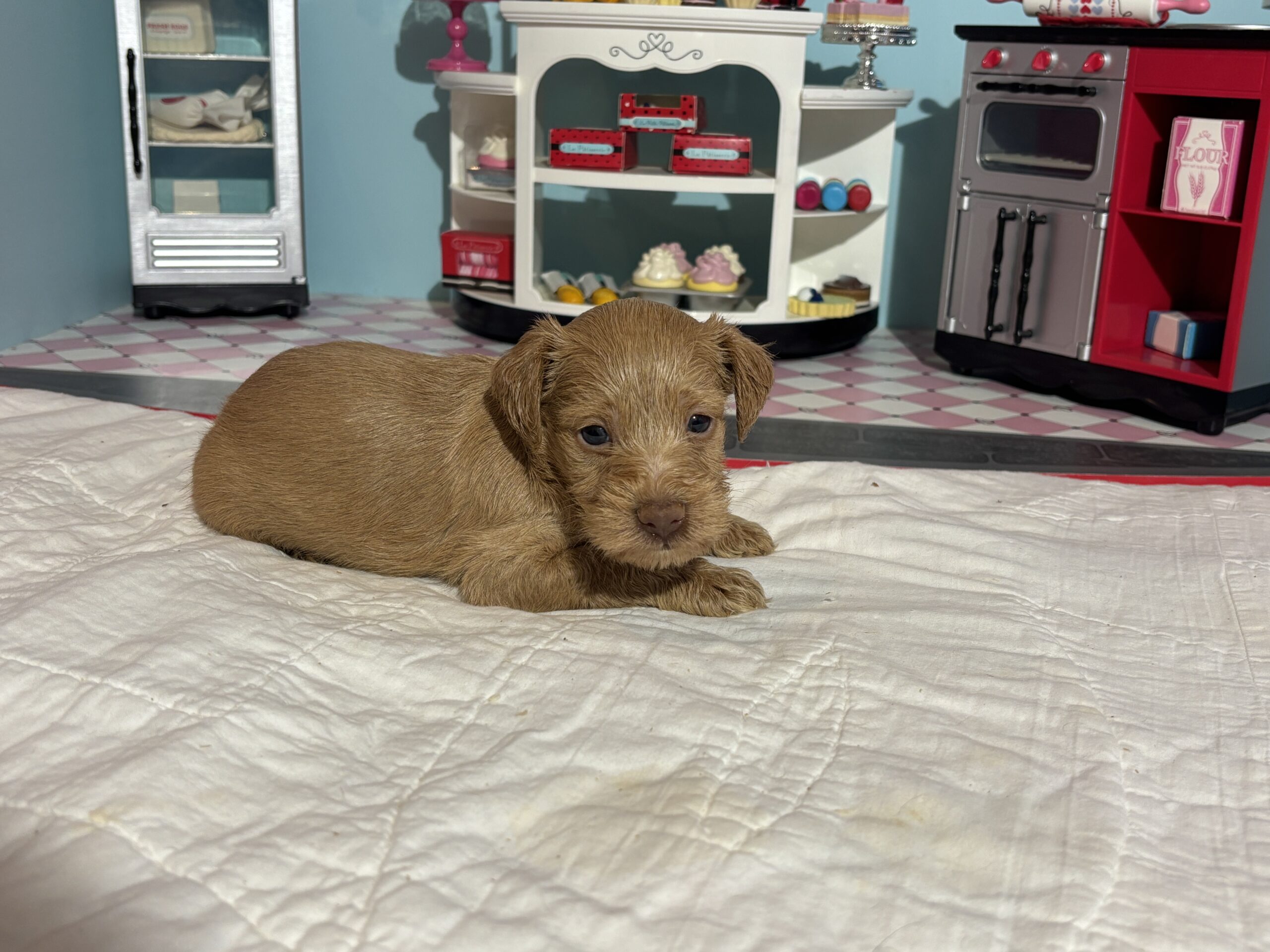 Milhouse – Miniature Schnoodle $3200