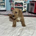 Bart – Miniature Schnoodle  $3200
