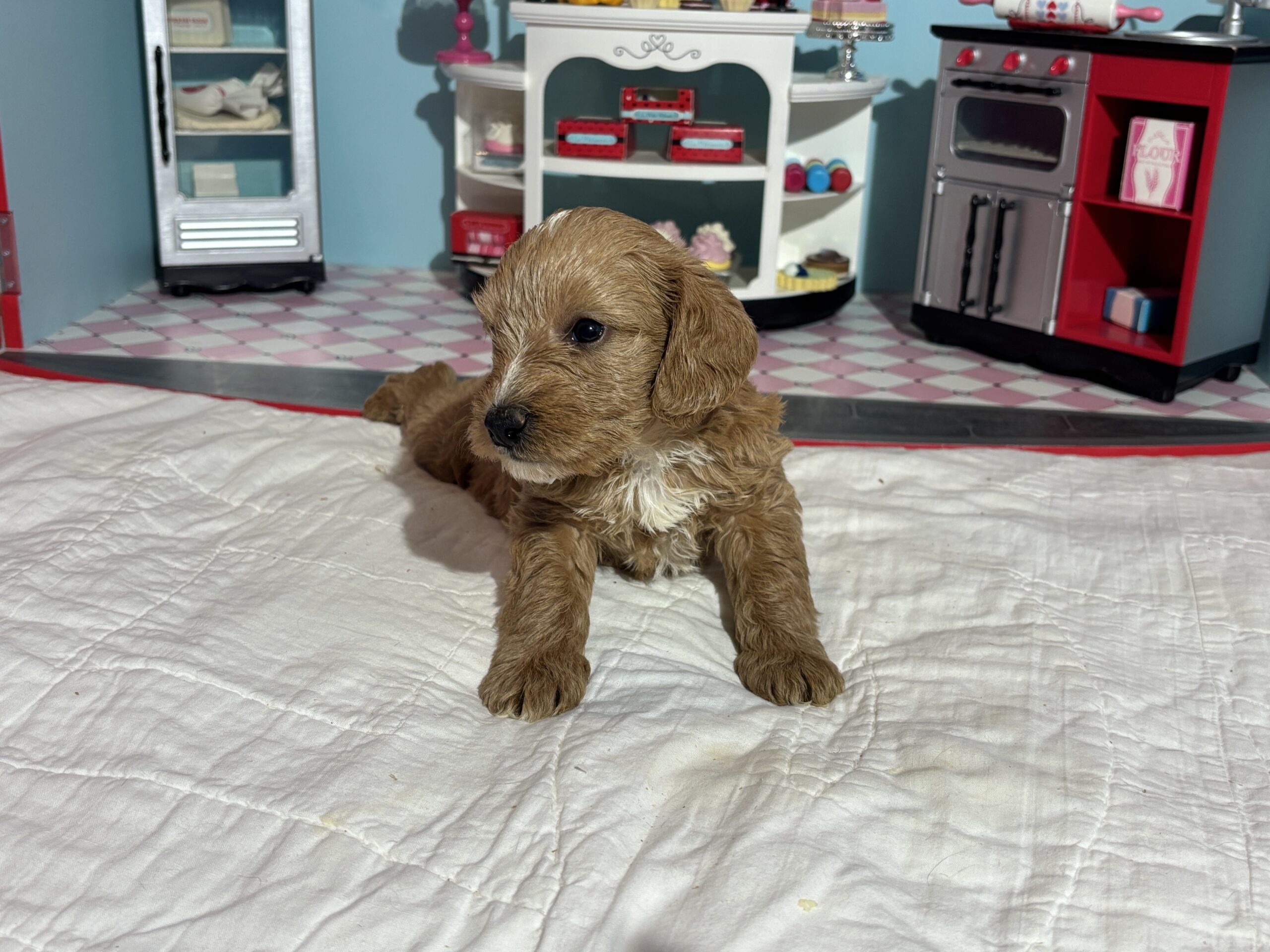 Bart – Miniature Schnoodle  $3200