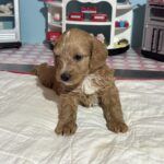 Bart – Miniature Schnoodle  $3200