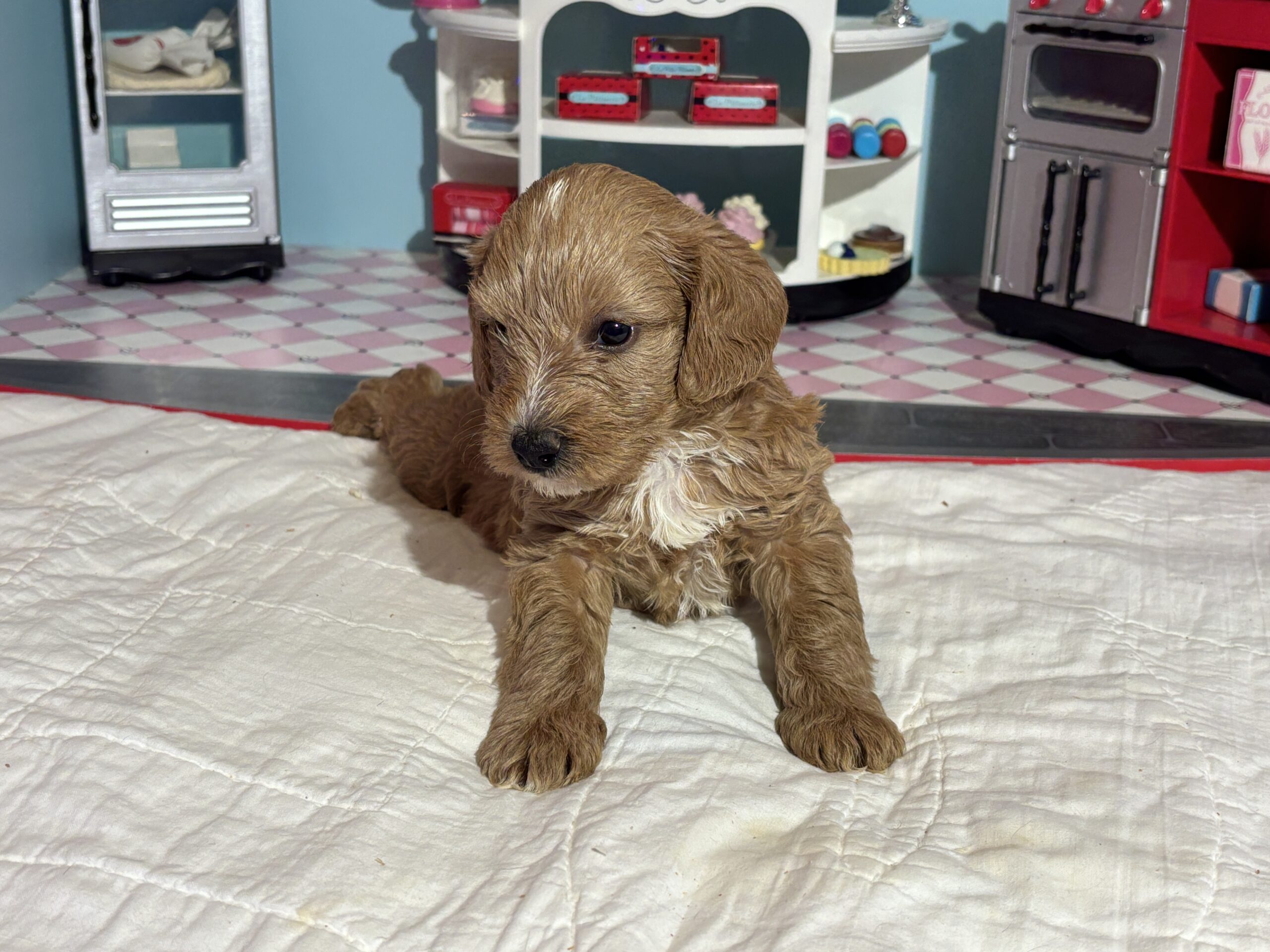 Bart – Miniature Schnoodle  $3200