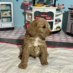 Bart – Miniature Schnoodle  $3200