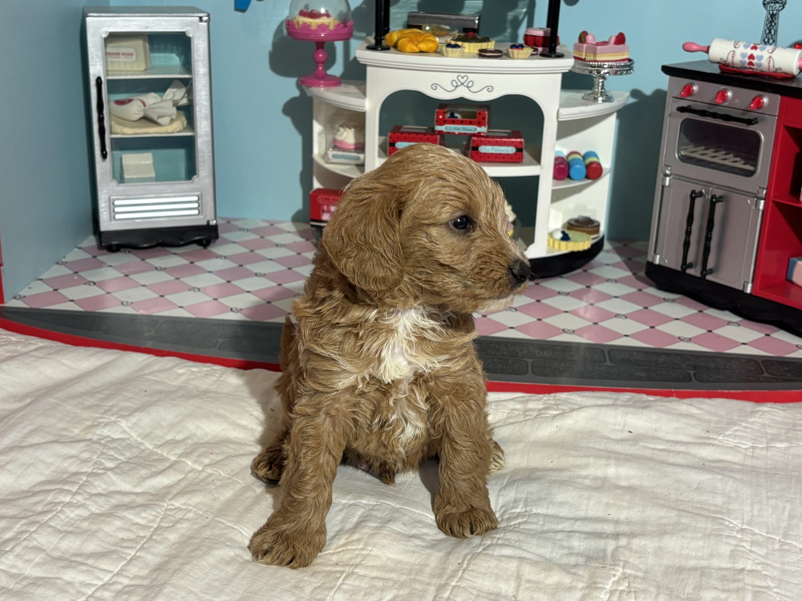 Bart – Miniature Schnoodle  $3200