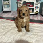 Bart – Miniature Schnoodle  $3200