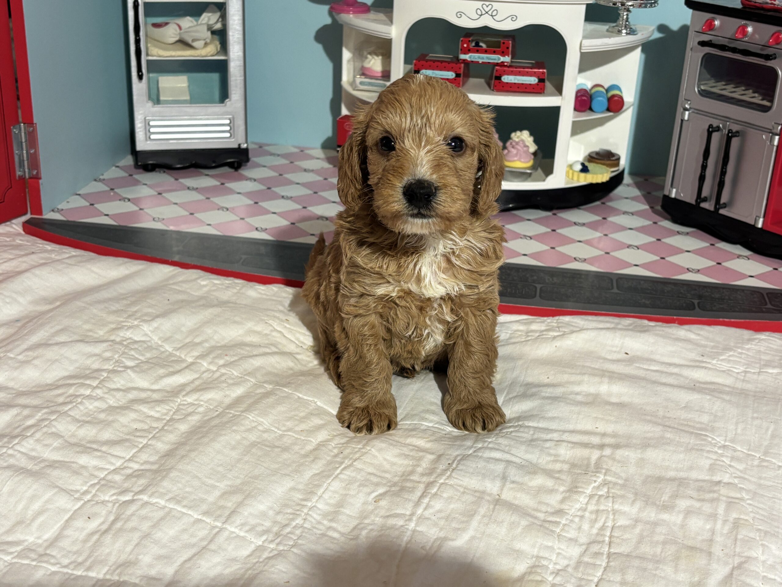 Bart – Miniature Schnoodle  $3200