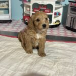 Bart – Miniature Schnoodle  $3200