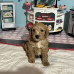Bart – Miniature Schnoodle  $3200