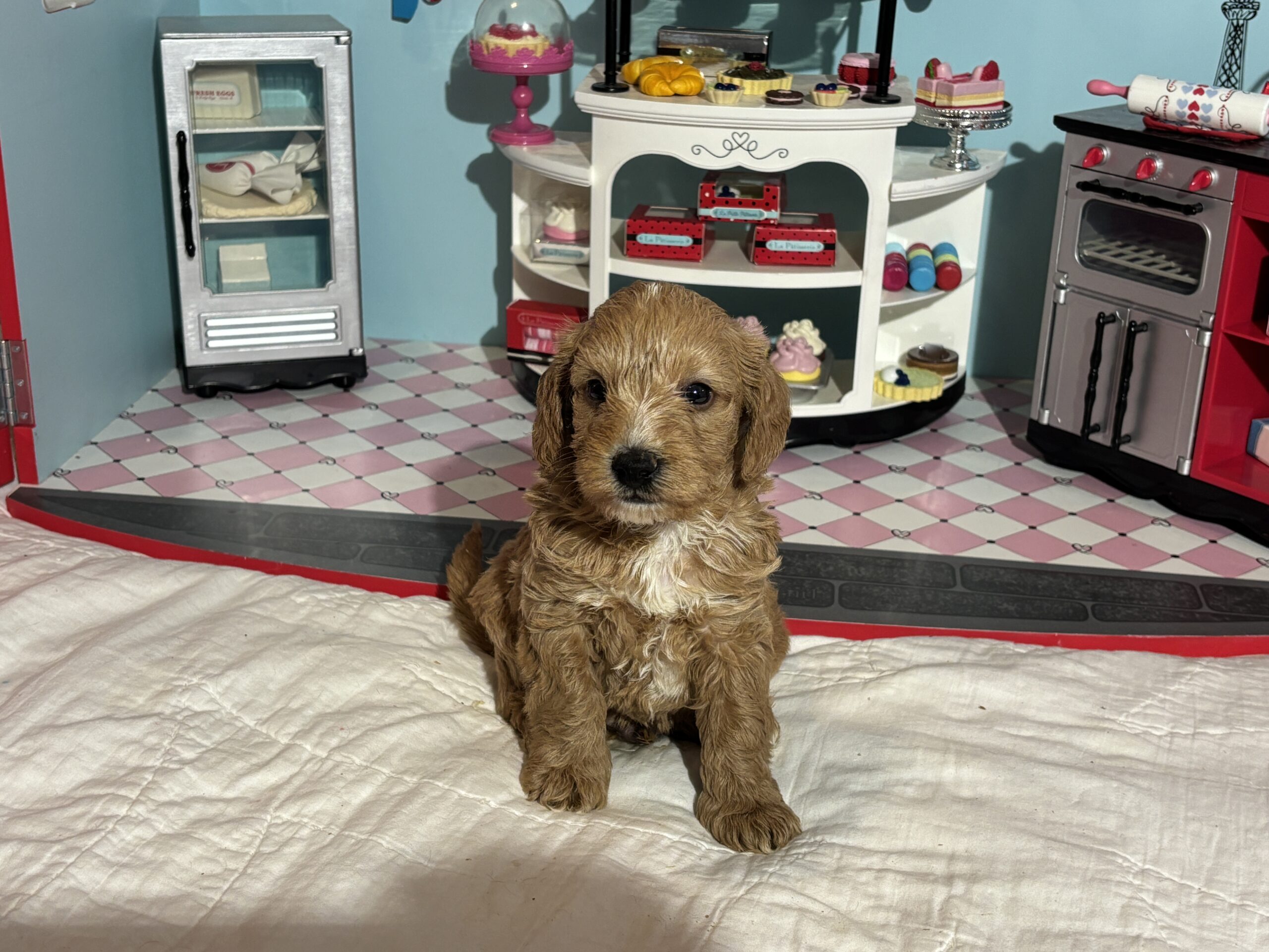 Bart – Miniature Schnoodle  $3200