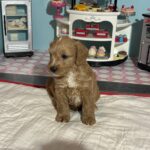 Bart – Miniature Schnoodle  $3200