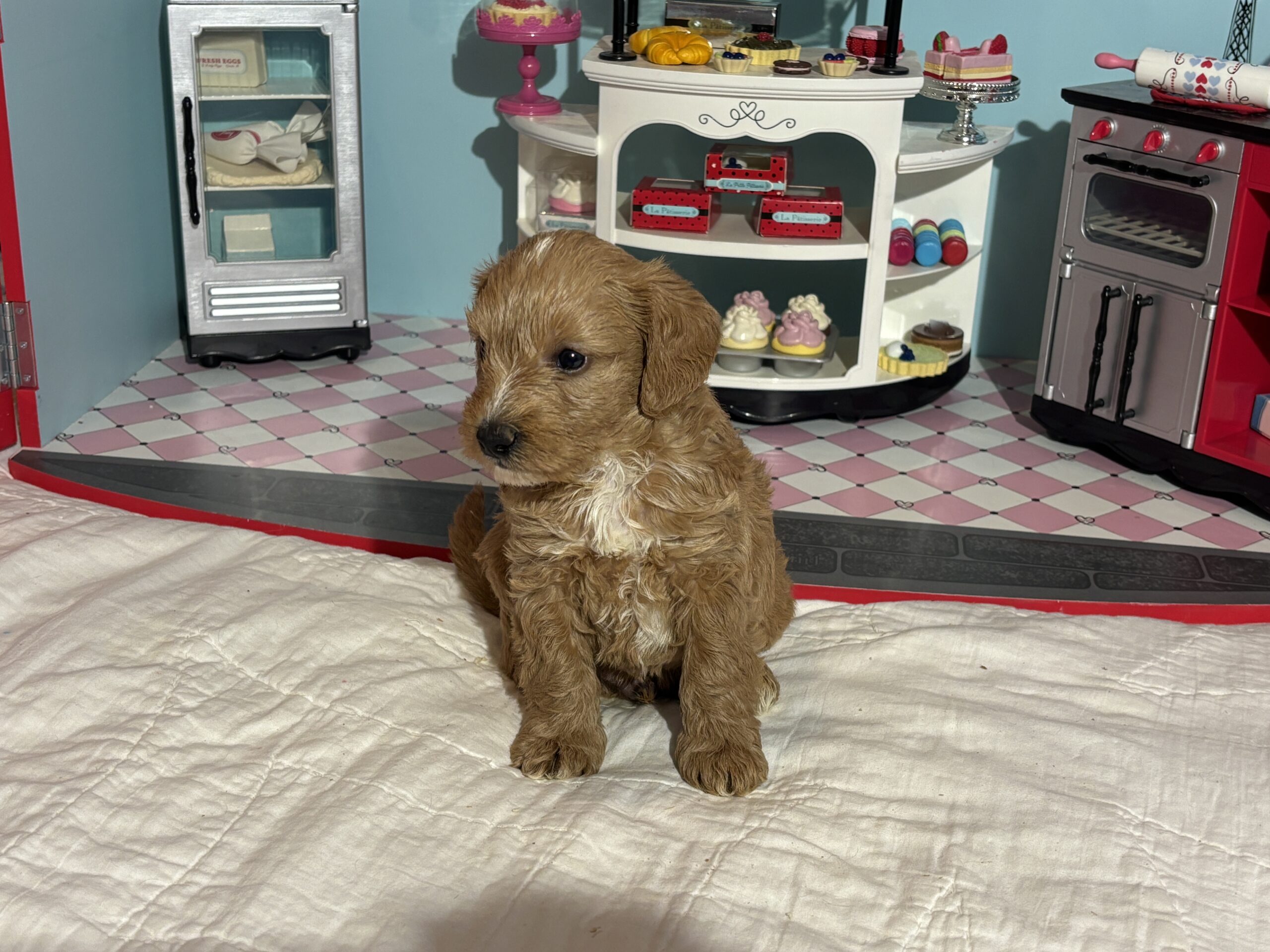 Bart – Miniature Schnoodle  $3200