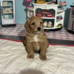 Bart – Miniature Schnoodle  $3200