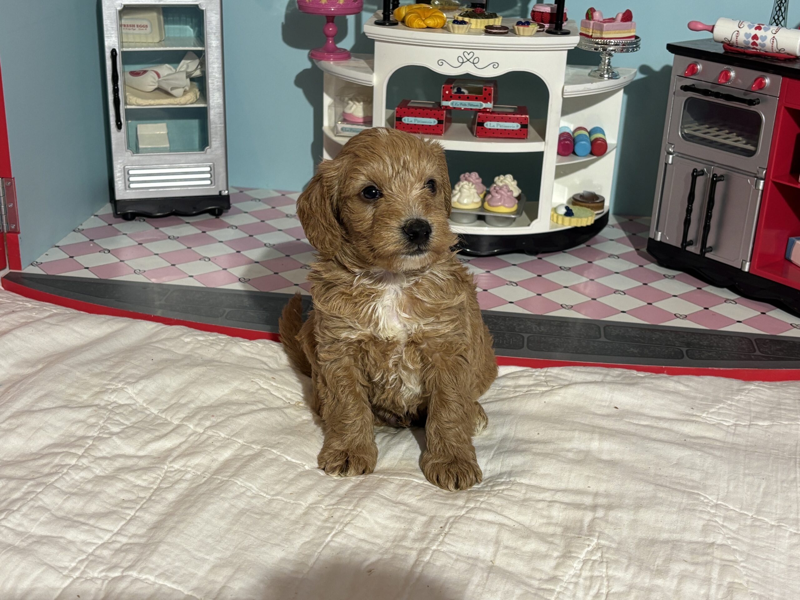 Bart – Miniature Schnoodle  $3200