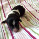 Jazz – Toy Schnauzer $2500
