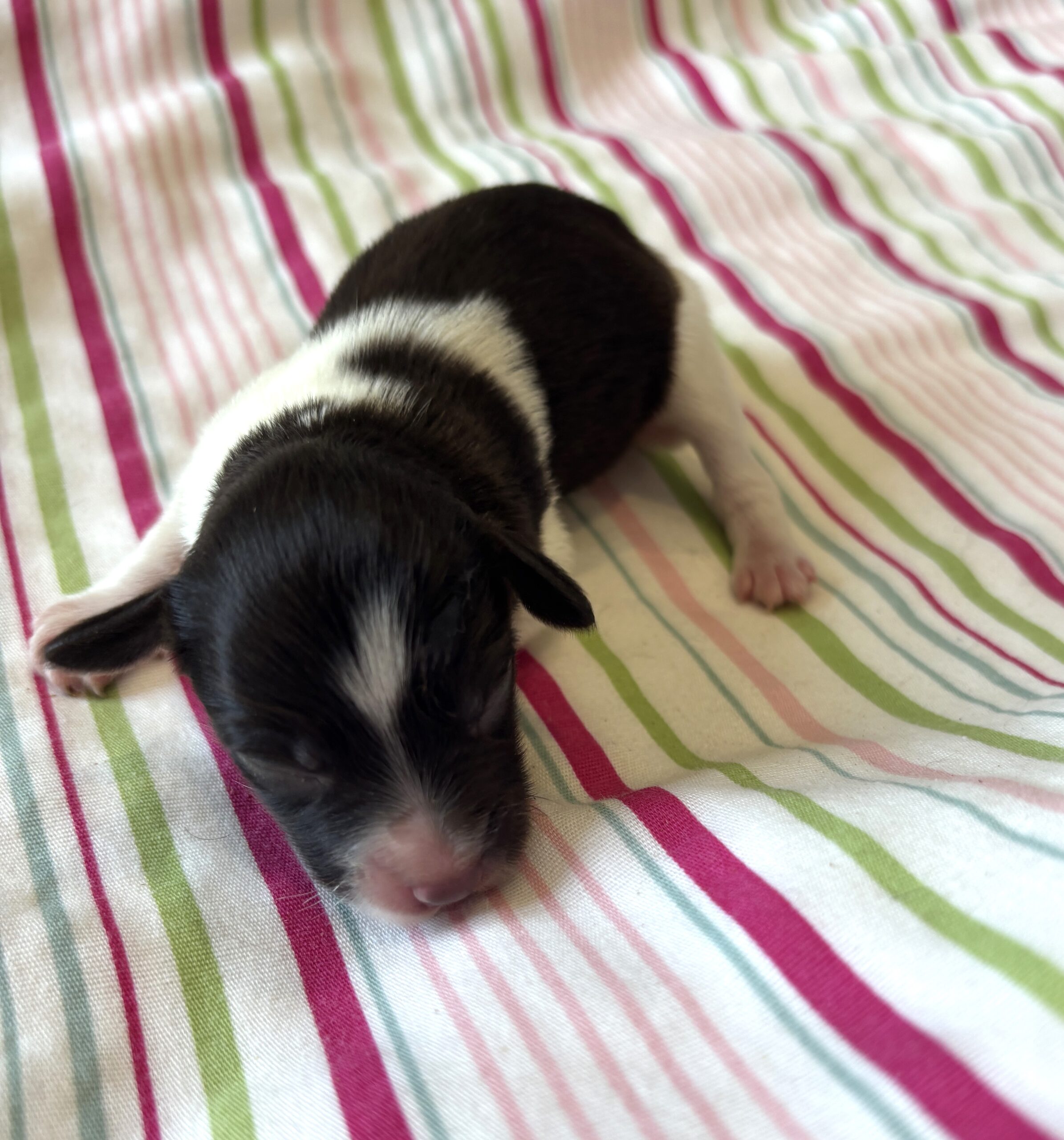 Jazz – Toy Schnauzer $2500