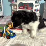 Jazz – Toy Schnauzer $2500