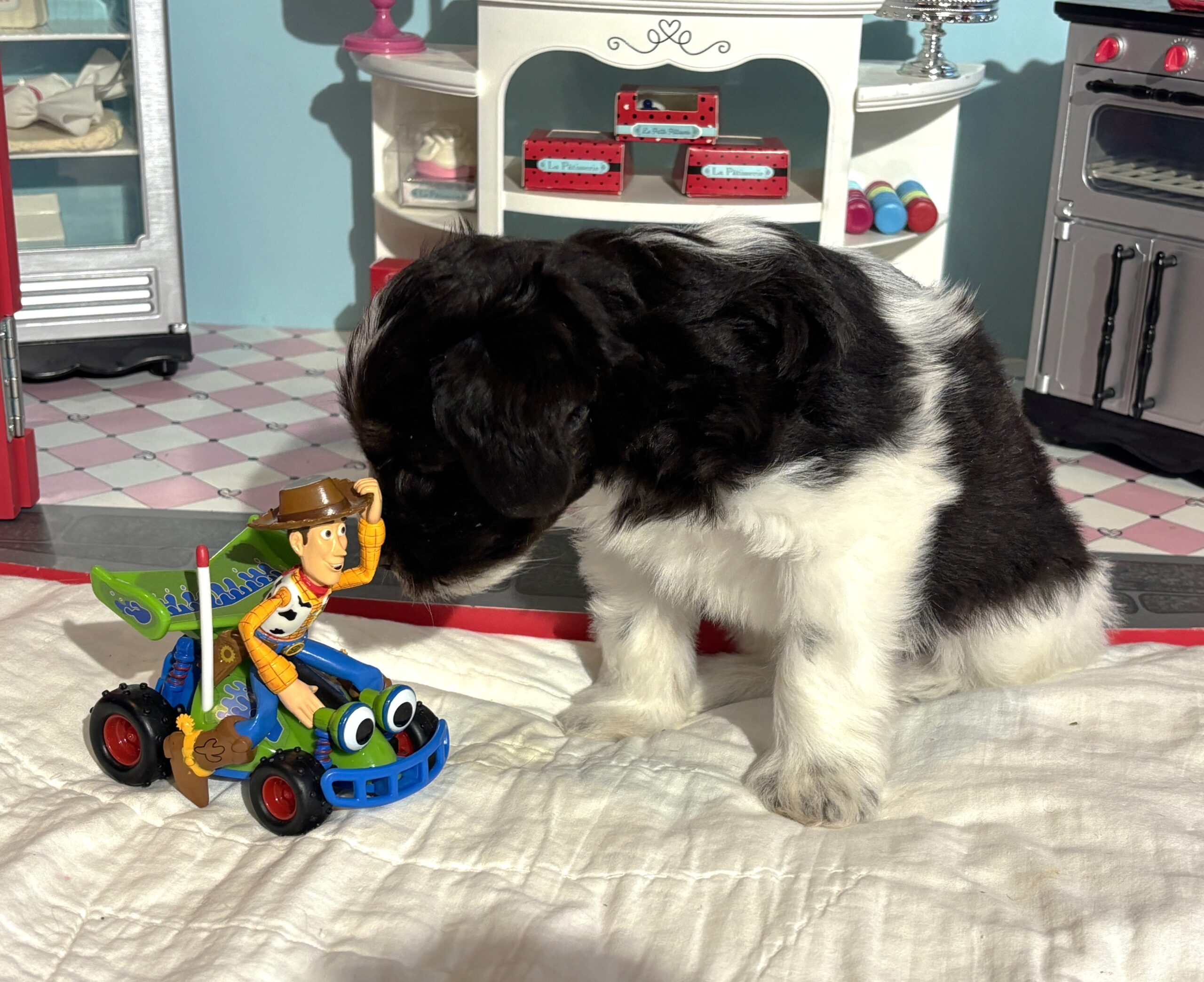 Jazz – Toy Schnauzer $2500