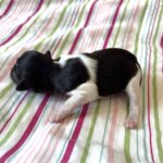 Jazz – Toy Schnauzer $2500