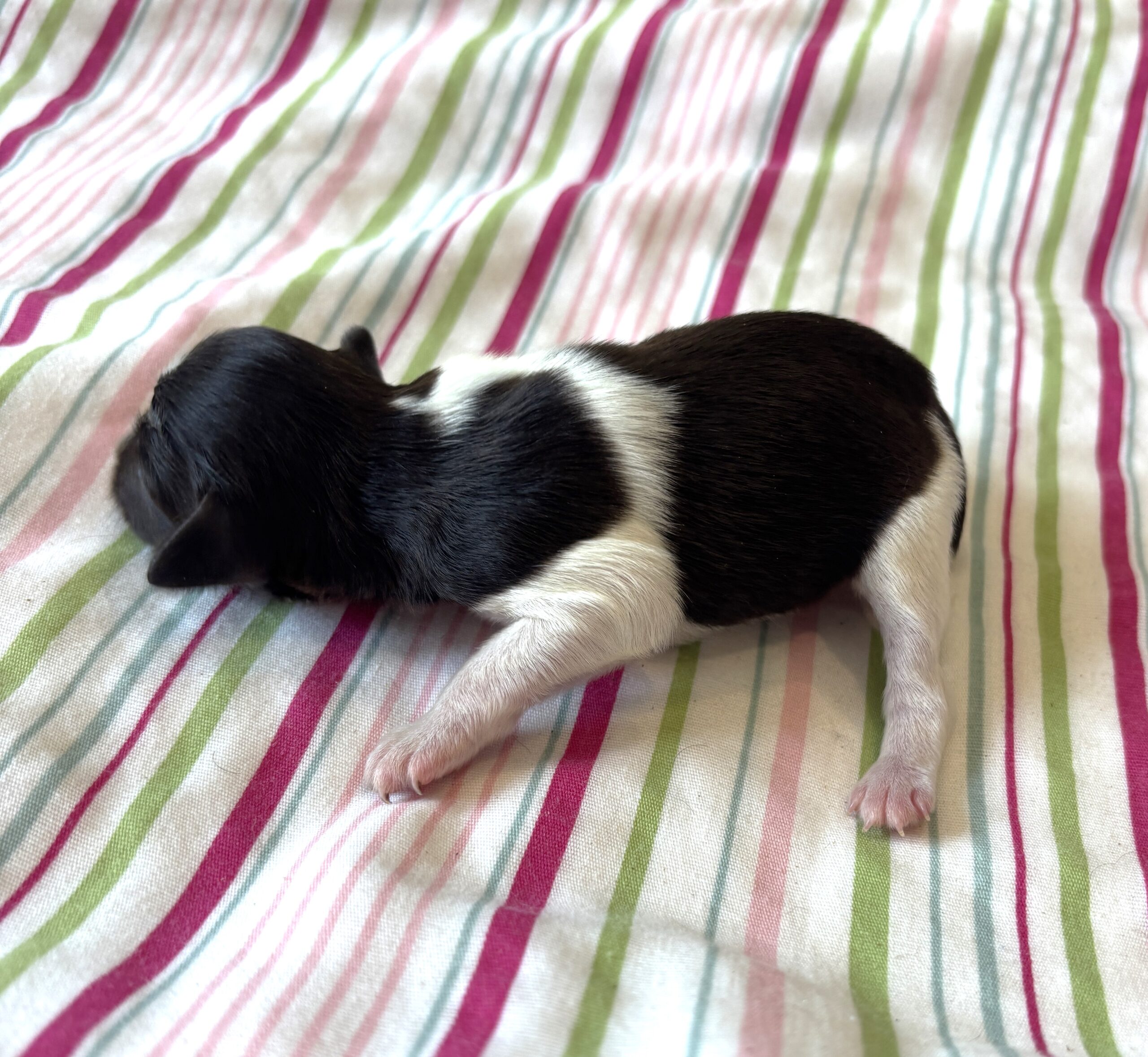 Jazz – Toy Schnauzer $2500