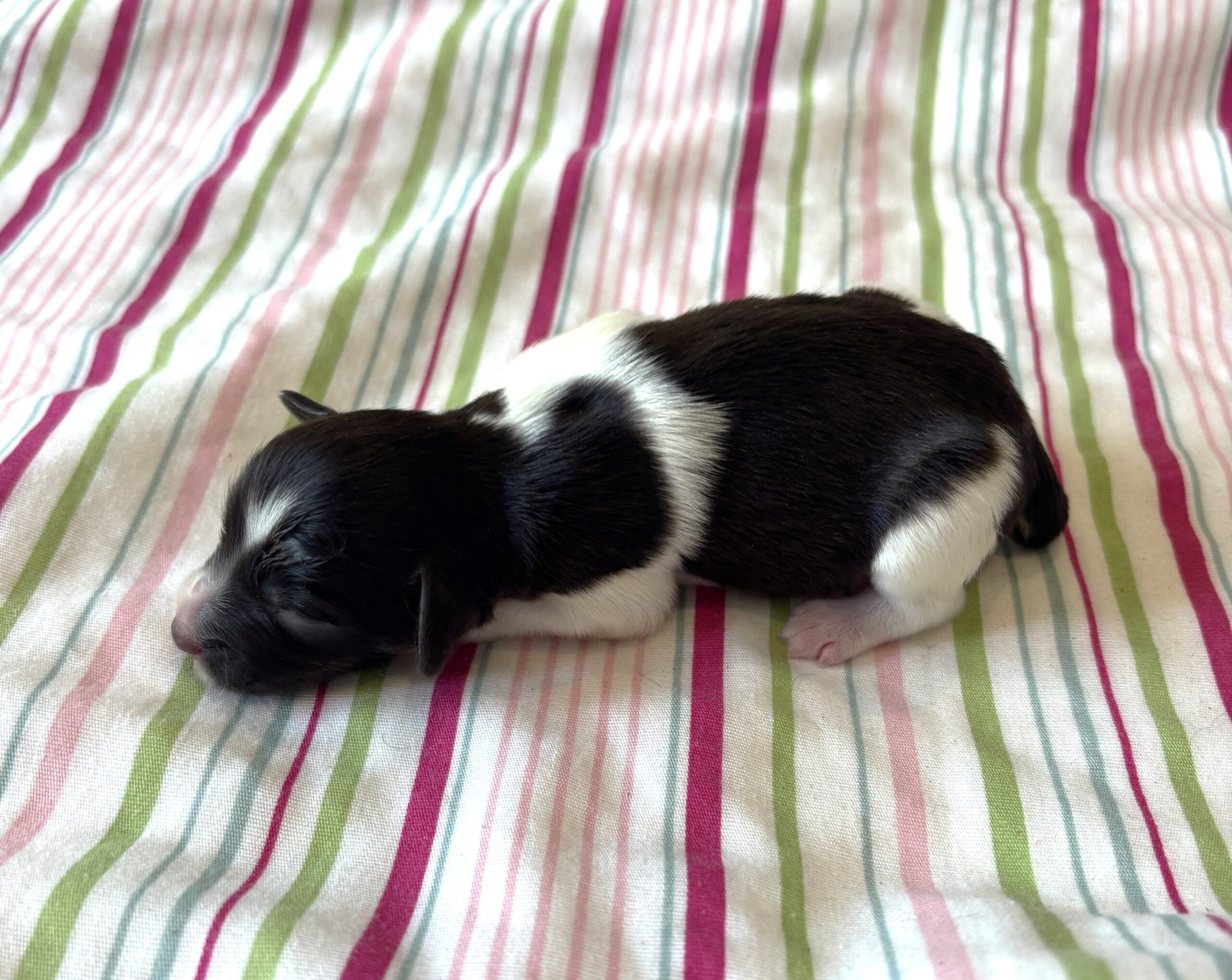Jazz – Toy Schnauzer $2500