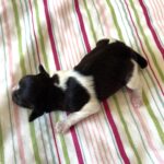 Jazz – Toy Schnauzer $2500