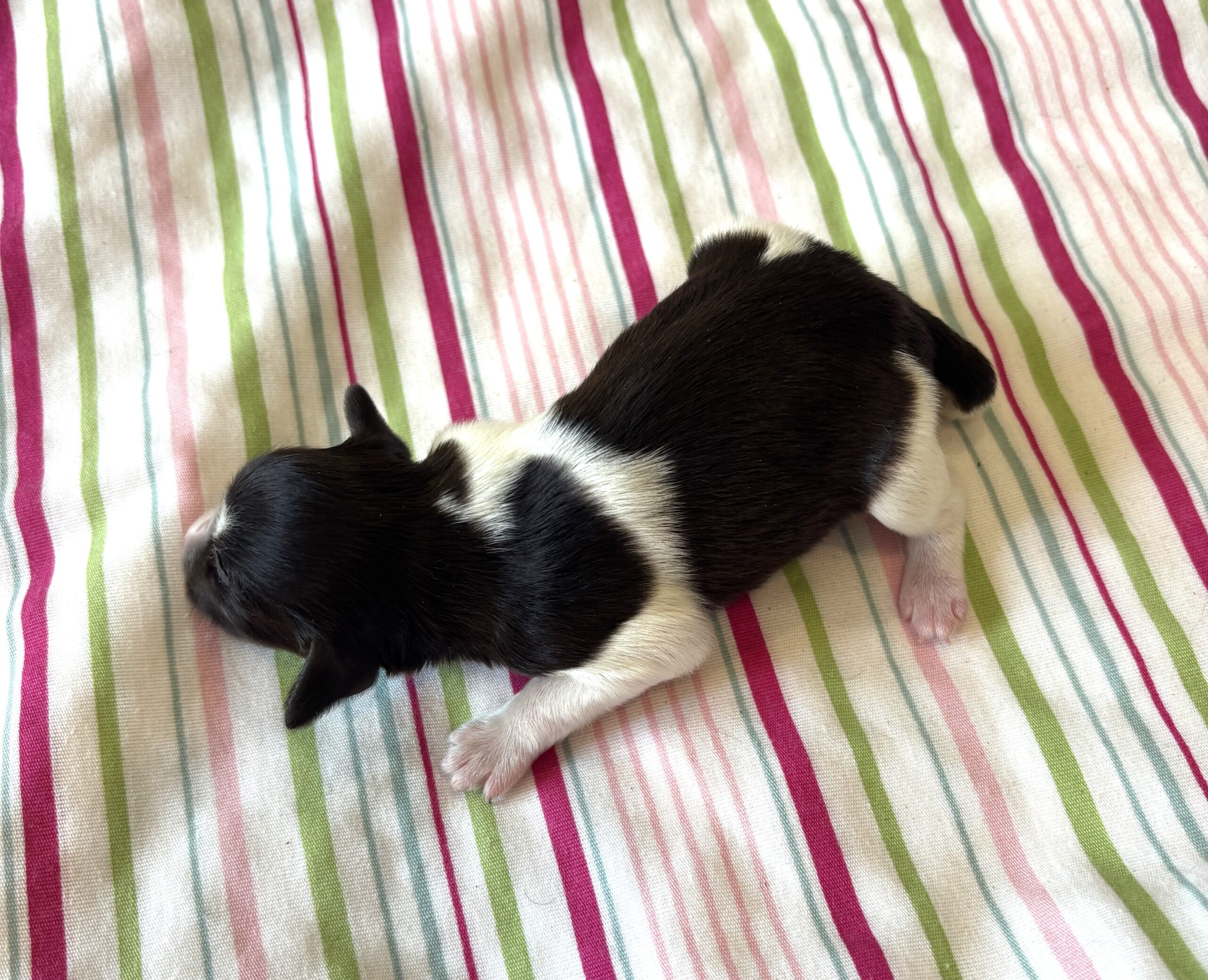 Jazz – Toy Schnauzer $2500
