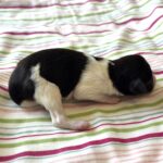 Jazz – Toy Schnauzer $2500