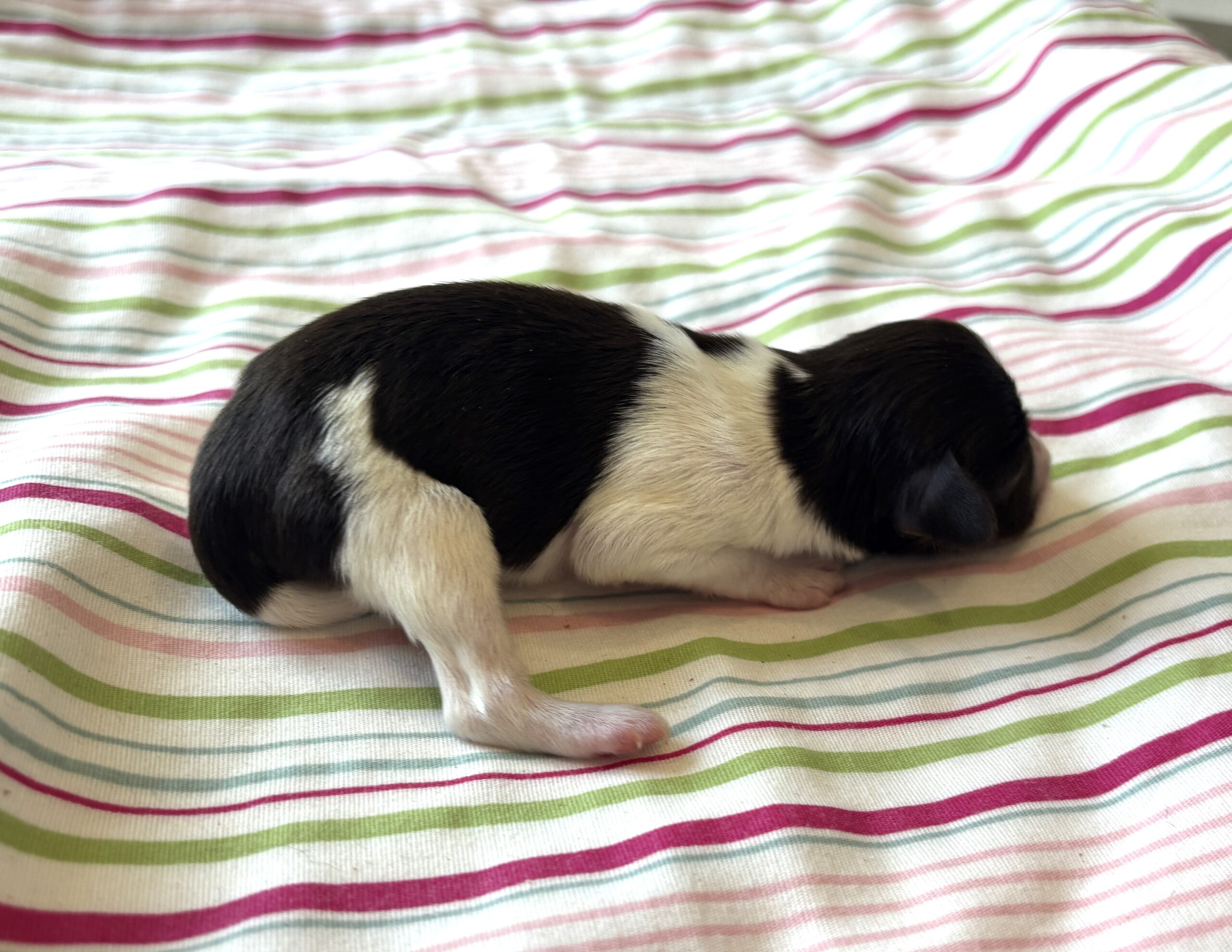 Jazz – Toy Schnauzer $2500