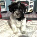 Jazz – Toy Schnauzer $2500