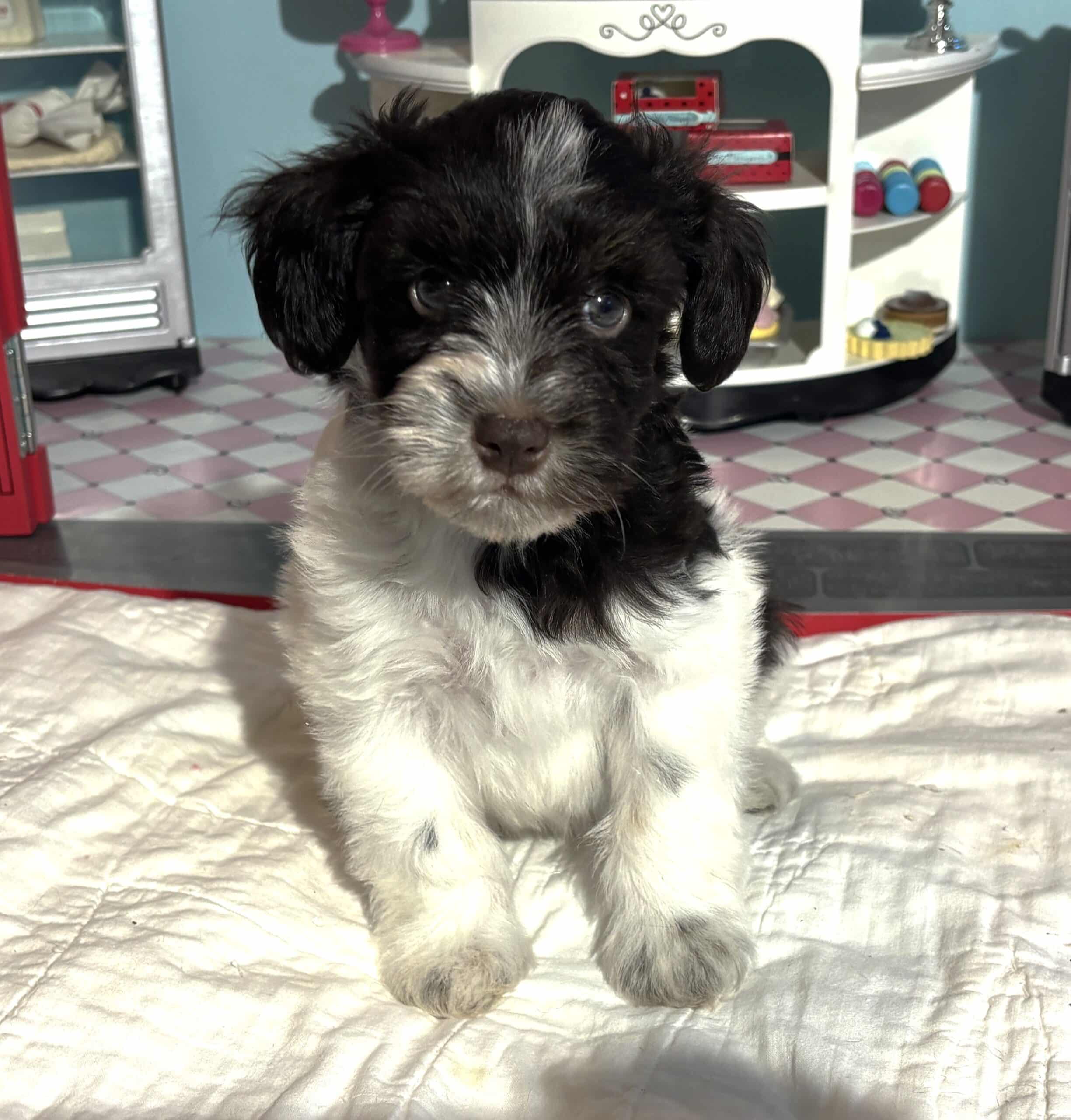 Jazz – Toy Schnauzer $2500