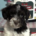 Jazz – Toy Schnauzer $2500
