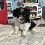 Jazz – Toy Schnauzer $2500