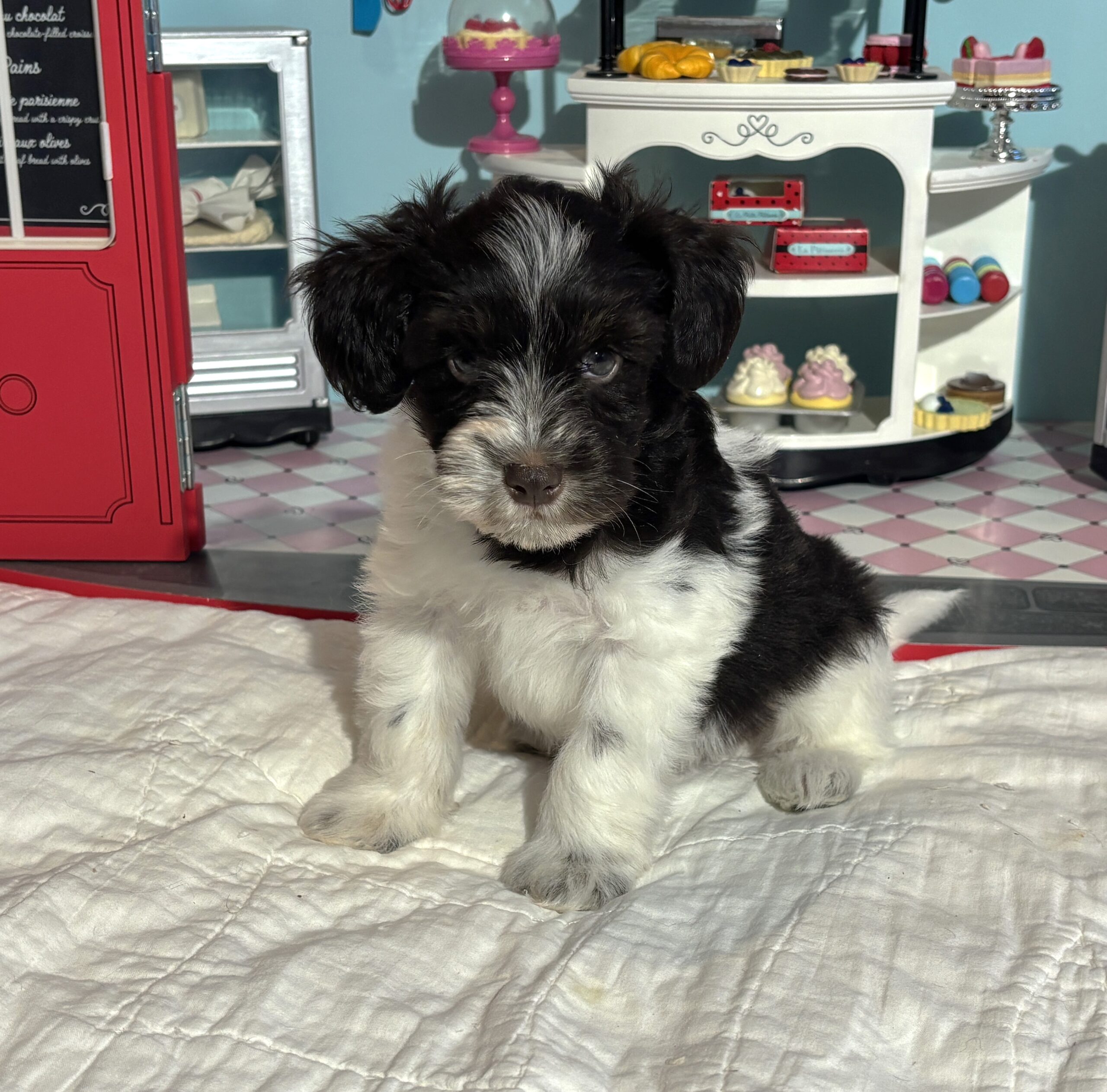 Jazz – Toy Schnauzer $2500