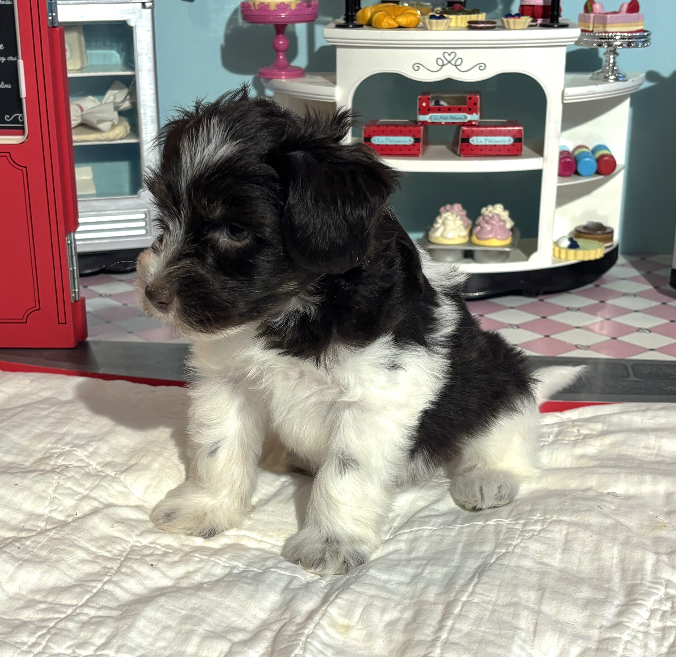 Jazz – Toy Schnauzer $2500