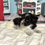 Jazz – Toy Schnauzer $2500
