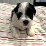 Lewis – Miniature Schnoodle $2500