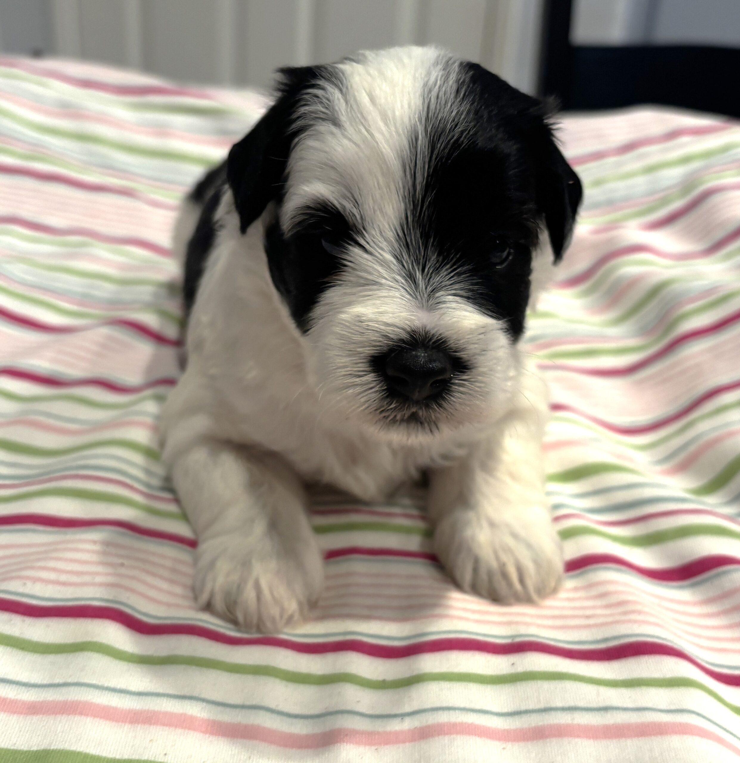 Lewis – Miniature Schnoodle $2500