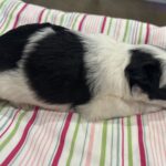 Lewis – Miniature Schnoodle $2500