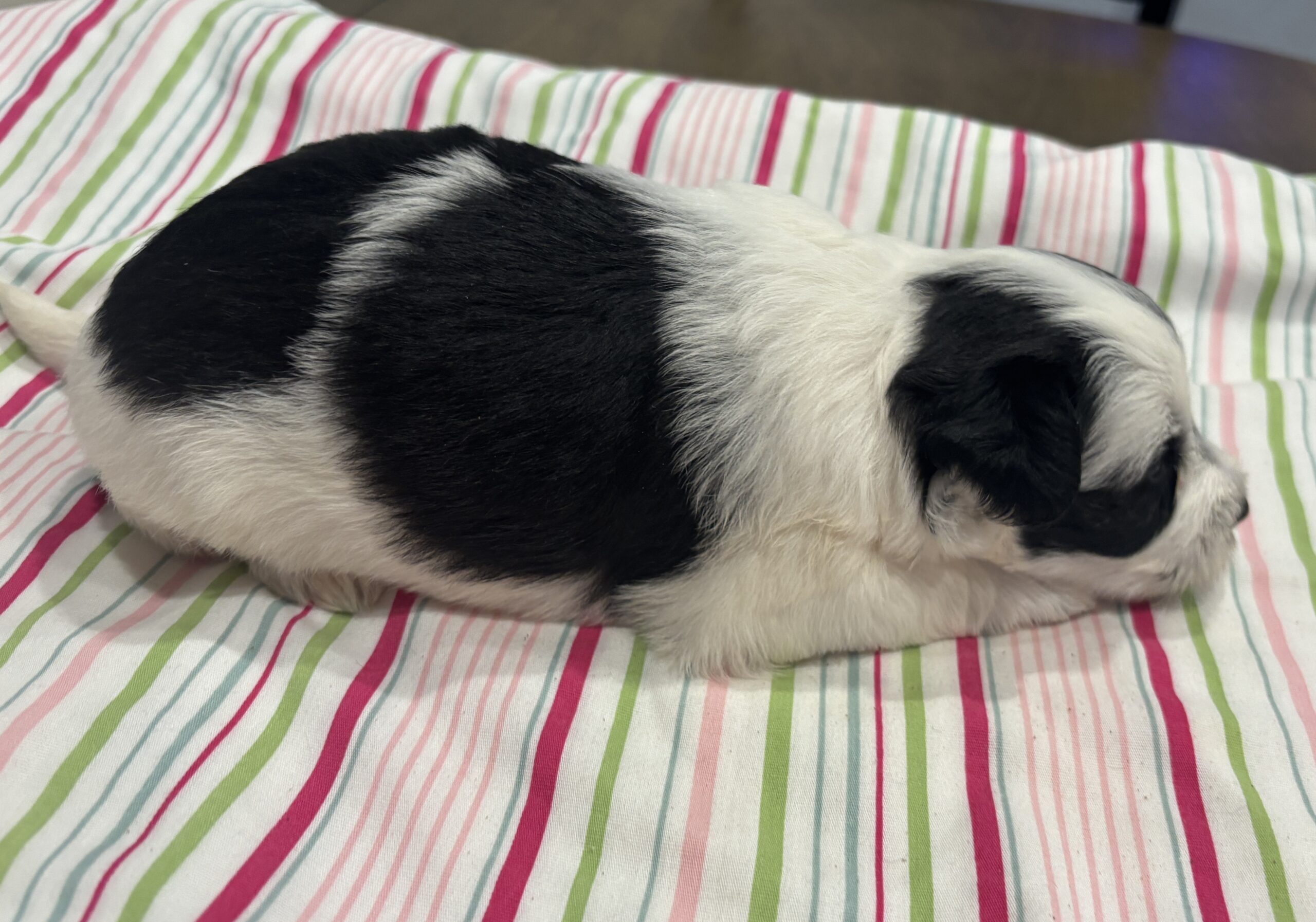 Lewis – Miniature Schnoodle $2500