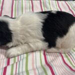 Lewis – Miniature Schnoodle $2500