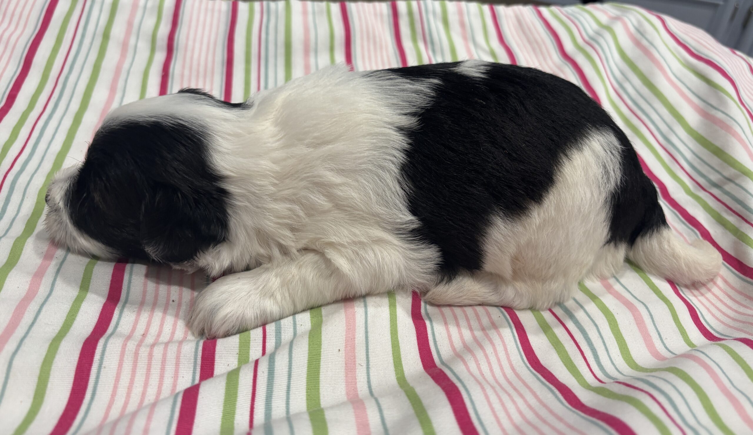 Lewis – Miniature Schnoodle $2500